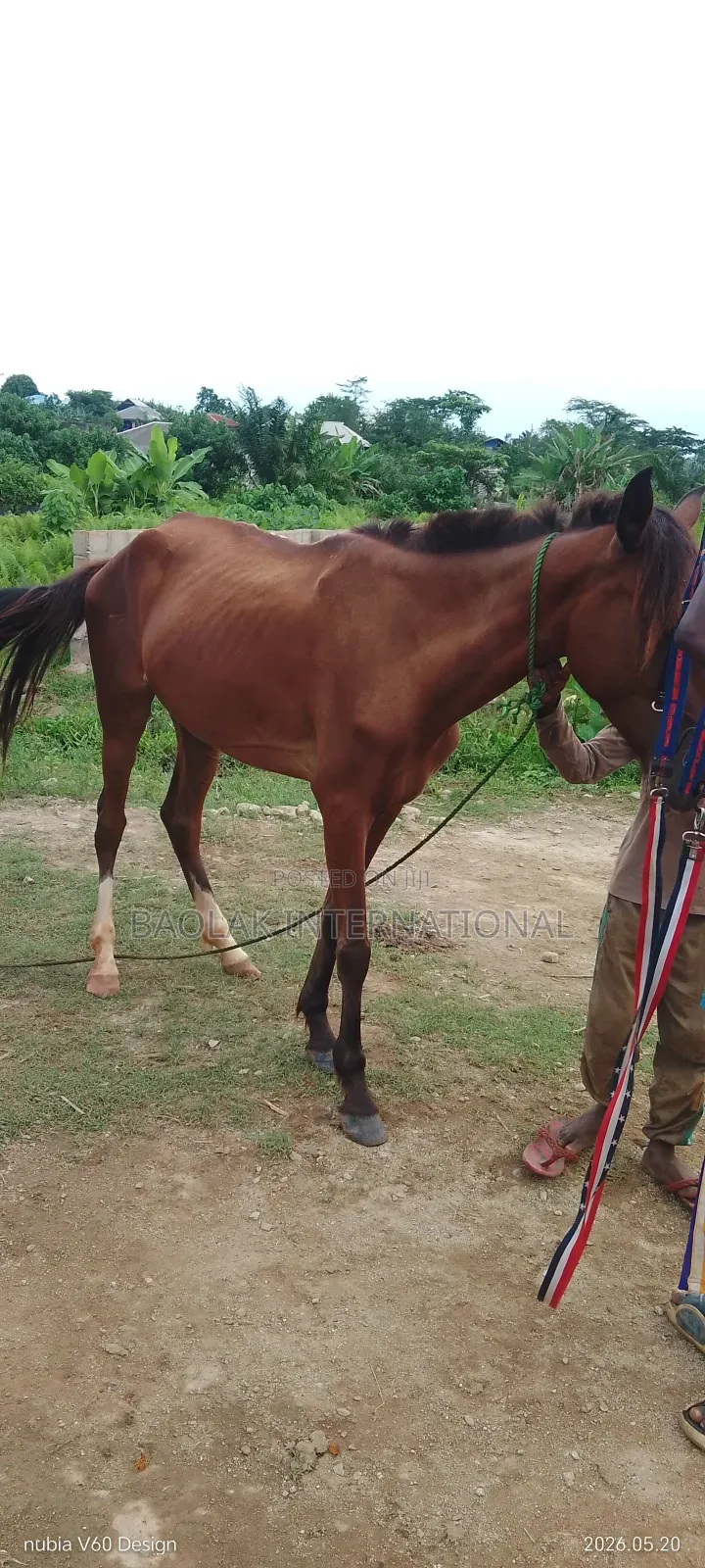 Talented Niger Breed