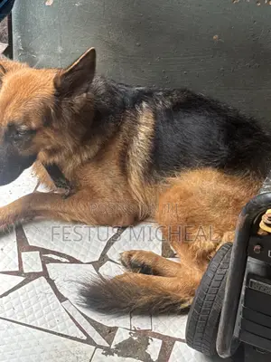 1+ year Female Purebred German Shepherd