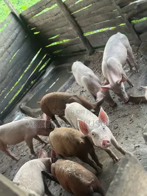 Landrace and Large White Pigs Are Available