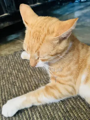 6-12 months Male Purebred American Shorthair