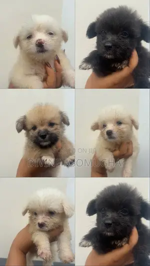 1-3 months Male Purebred Lhasa Apso