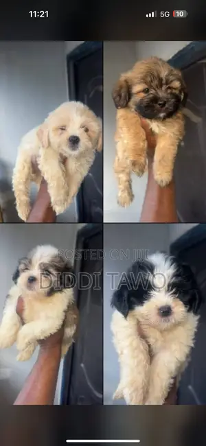 0-1 month Male Purebred Lhasa Apso