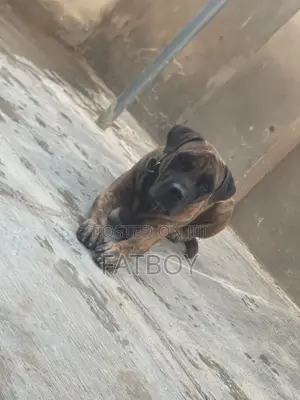 1+ year Male Purebred Boerboel