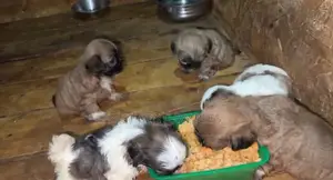 1-3 months Female Purebred Shih Tzu
