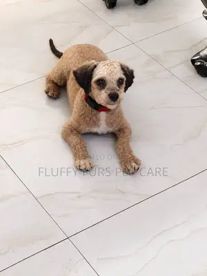 1+ year Female Purebred Lhasa Apso
