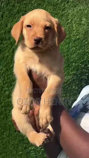 1-3 months Female Purebred Labrador Retriever