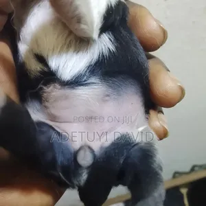 0-1 month Female Purebred Lhasa Apso