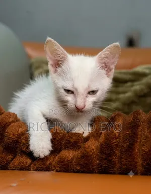 1-3 months Male Purebred American Shorthair