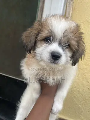 1-3 months Male Purebred Lhasa Apso
