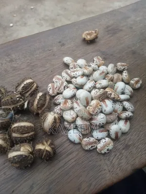 Castor Seed Seller