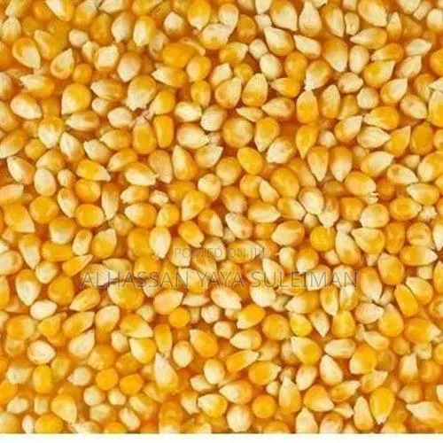 Premium Maize