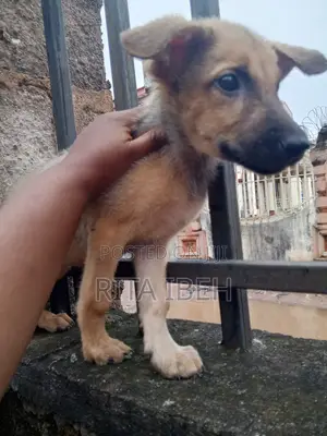 1-3 months Male Purebred German Shepherd