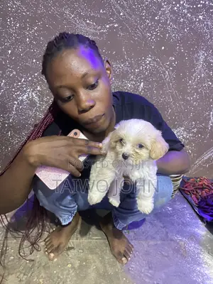 1-3 months Male Purebred Lhasa Apso