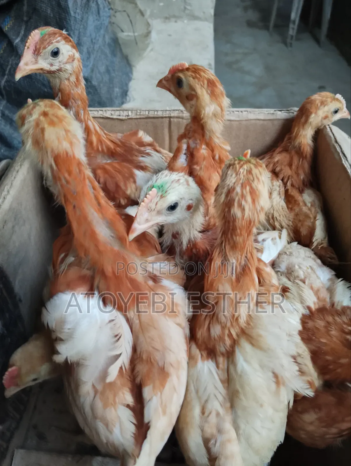 Layer for Sale