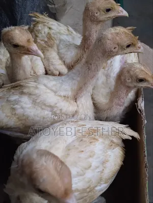 Well Vaccinated Imported Turkey
