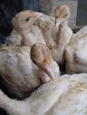 Well Vaccinated Imported Turkey