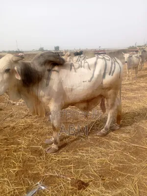 White Fulani Cattle
