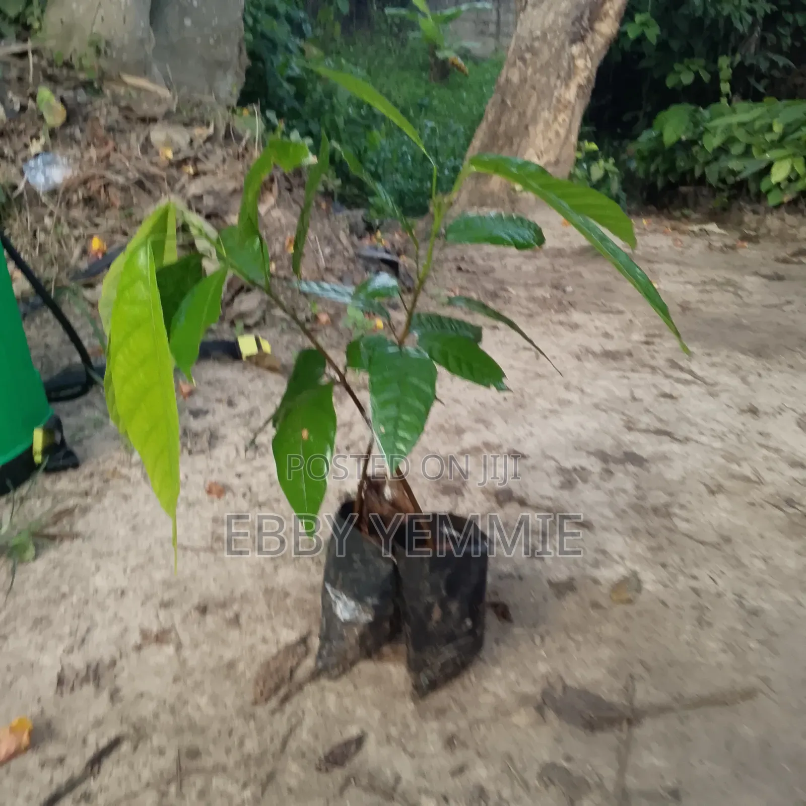 Cocoa Seedlings