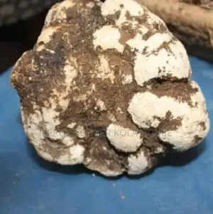 Ero Usu/Osu (King Tuber Mushroom) by 50kg
