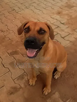 3-6 months Female Purebred Boerboel