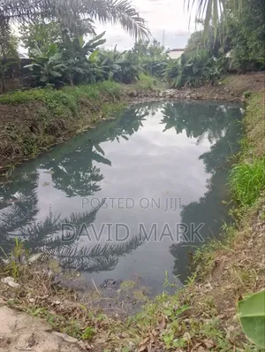 Fish Pond for Rent