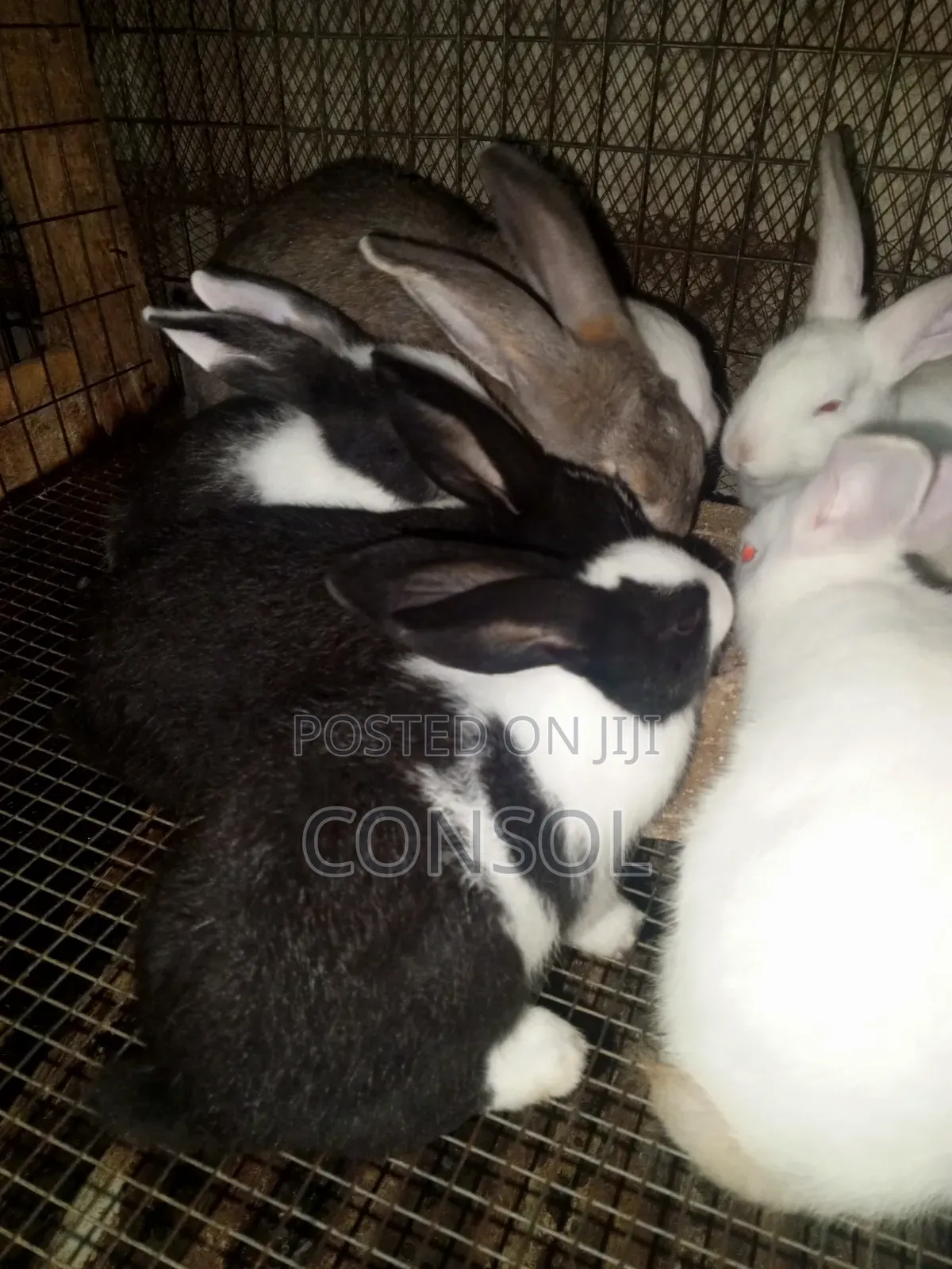 Weaner Rabbit