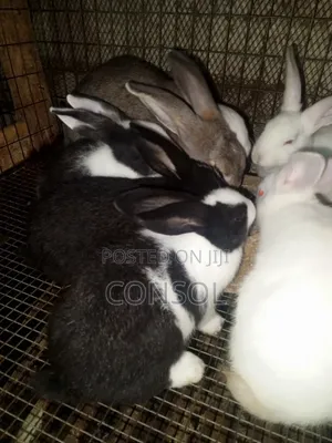 Weaner Rabbit