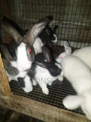 Weaner Rabbit