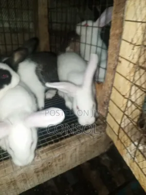 Weaner Rabbit