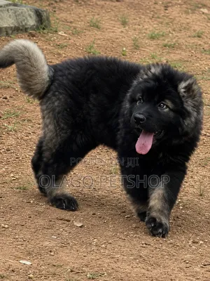1-3 months Female Purebred Caucasian Shepherd