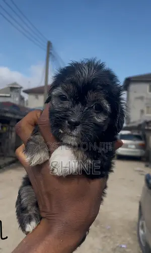 1-3 months Female Purebred Lhasa Apso