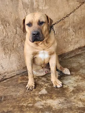 6-12 months Male Purebred Boerboel