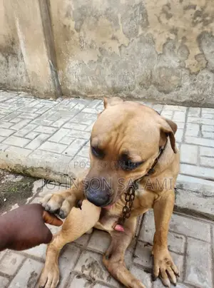 6-12 months Male Purebred Boerboel