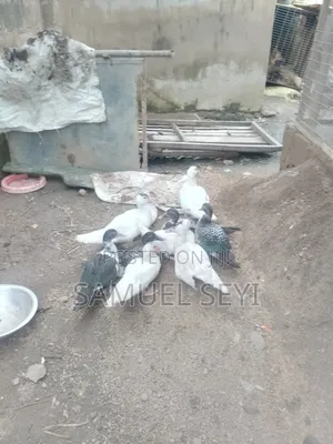 8wk Local Ducks Available 4 Sale in Ibadan Call/WhatsApp.