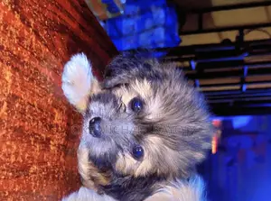 1-3 months Female Purebred Lhasa Apso