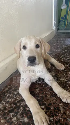 3-6 months Female Purebred Labrador Retriever