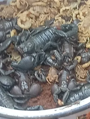 Scorpion Seller