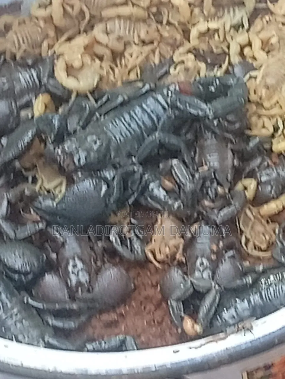 Scorpion Seller
