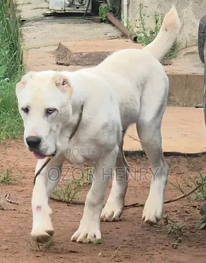 3-6 months Male Purebred Alabai