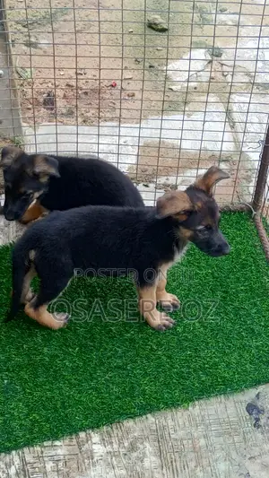 1-3 months Male Purebred German Shepherd