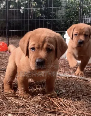 1-3 months Female Purebred Labrador Retriever