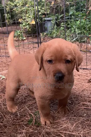 1-3 months Male Purebred Labrador Retriever