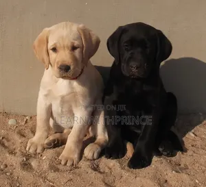1-3 months Female Purebred Labrador Retriever
