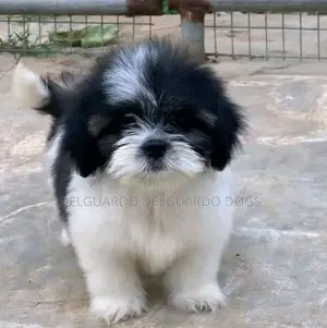 1-3 months Female Purebred Lhasa Apso