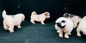 1-3 months Female Purebred Lhasa Apso
