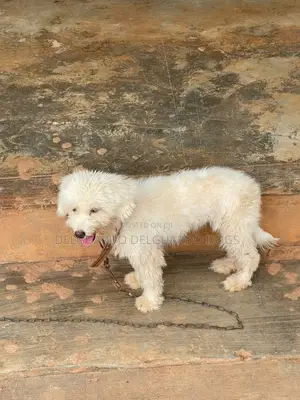 3-6 months Male Purebred Lhasa Apso