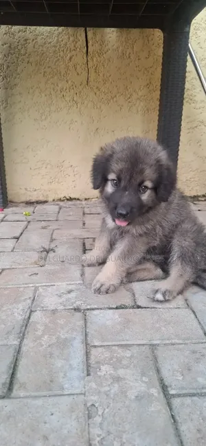 1-3 months Female Purebred Caucasian Shepherd