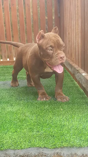 3-6 months Male Purebred American Bully