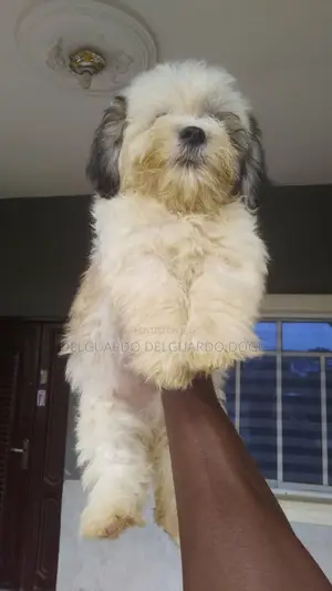 3-6 months Male Purebred Lhasa Apso