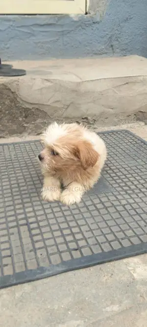 1-3 months Male Purebred Lhasa Apso